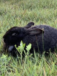 22 Rabbits Plucked From Toms River Backyard