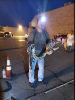 15-Foot Boa Constrictor Rescued From Storm Drain In Area