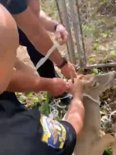 Video Shows Warren County Police Rescue Distressed Deer From Fence