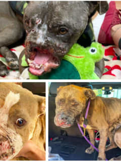 Mangled Bait Dog In NJ Fighting Ring Dies As Another Fights For Her Life, Rescue Says