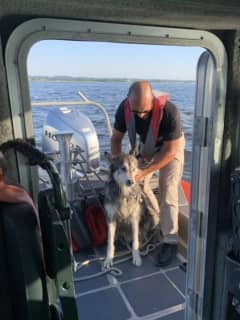 Husky Frightened By Fireworks Rescued 1.5 Miles Off Jersey Shore (PHOTOS)