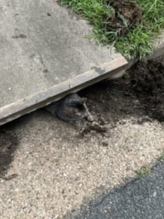 'InCATpacitated": Stafford Police, Animal Rescue Save Cat Stuck In Storm Drain