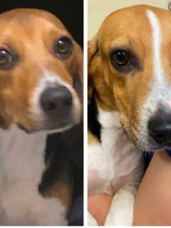 NJ Residents Can Adopt Puppy Envigo Beagles Saved From Horrific Breeding Facility
