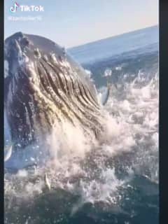 Humpback Whale Smacks Pennsylvania Dad-Son's Fishing Boat Off Jersey Shore In Wild Video