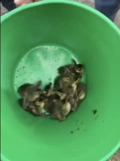 9 Ducklings Rescued From Catch Basin In Yonkers