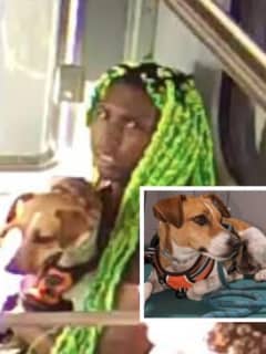 Green-Haired Dog Thief Locks Eyes With Surveillance Camera On Train To NYC