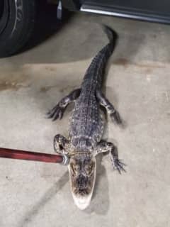 Alligator Captured In Central Jersey