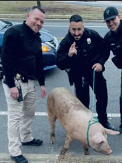 Police Capture Loose Pig In South Jersey