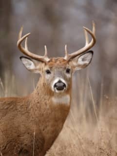 Deer Hunting Season Starts Wednesday - Here's Where To Shoot