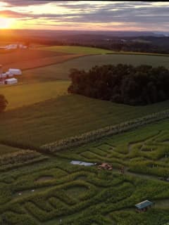 Pot Farm Opens Hemp Maze In Central Pennsylvania
