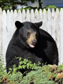 Bear Escapes Capture After Breaking Into Garage Looking For Grill In Hartford County