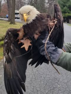 Officers Recuse Bald Eagle At Pennsylvania Park, Police Say