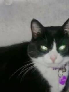 Owner Seeks Missing Cat In Carmel