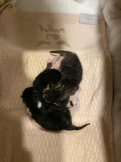 Newborn Kittens Found Abandoned In Calvin Klein Shoebox In CT