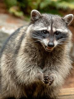 New Rabies Alert Issued In Anne Arundel County After Raccoon Tests Positive For Virus