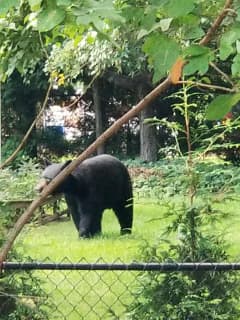 Bear Sightings Reported In Croton-On-Hudson