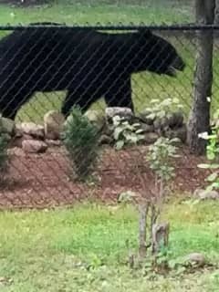 Photos: Black Bear Makes Backyard Visit Near Palisades Interstate Parkway