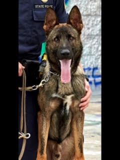 K-9 Locates Fleeing Suspect Who Threw Knife At Victim, CT State Police Say