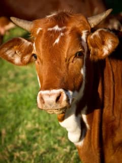 Brown Cow Escapes From Yard In Trumbull, Goes For Walk