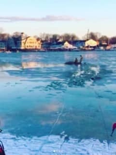 Dog Rescued From Icy Waters Of Five Mile River In Darien