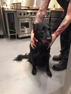 Stratford Firefighters Find Stray Pup Near Headquarters