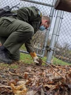 Muskrat Stuck In Fence Rescued By Wildlife Officer In Dutchess County