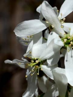 Early-Blooming Native Trees And Shrubs for Bees