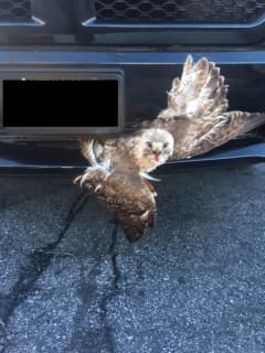 Photos: Red-Tailed Hawk Stuck In Grill Of Truck Saved By Police Officers On Long Island