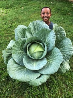 Around Westchester Schools: Regeneron Scholar Idea To Help BP, Third-Grader Grows Giant Cabbage