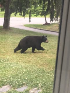 Enjoying A Morning Stroll: Black Bear Makes Rounds In Area