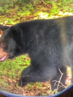 Meet 'Scrabble': Bear That's Been A Regular In Mount Kisco Gets A Nickname