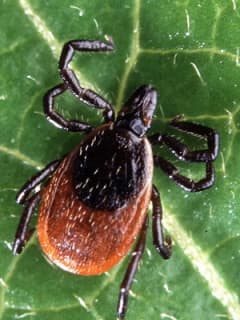 Early Signs Indicate It Could Be A Bad Year For Ticks