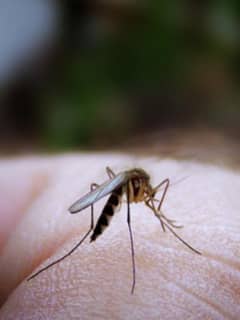 Mosquitoes Test Positive For West Nile Virus In East Haven