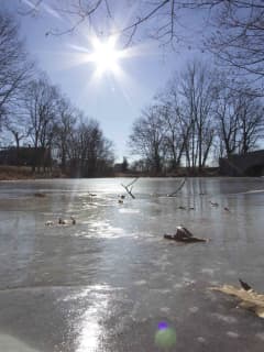 Body Found Floating In Ice, Water At Beardsley Park