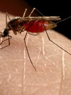 Mosquitoes In Fairfield County Test Positive For West Nile Virus