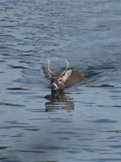 Oh Deer: Buck Forges Mamaroneck Harbor In Trial Run For Santa?