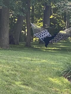 New Sighting Of 'Bear 211' Reported In Fairfield