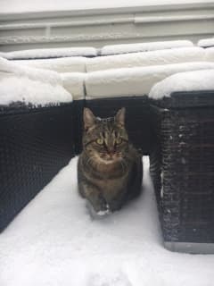 Seen Her? 'Poppy' The Cat Missing In Eastchester
