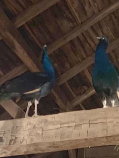 Something To Crow About: Owner Reunited With Missing Northern Westchester Peacock