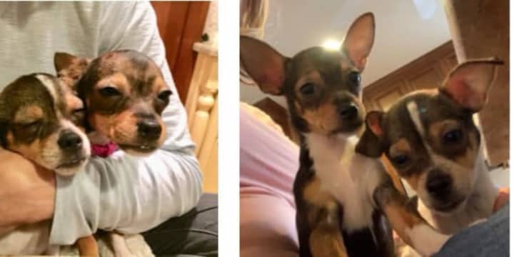 Chihuahua puppies rescued from an illegal mill still need homes.