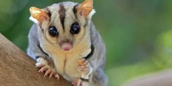 A sugar glider is one of the rainforest critters kids can meet next Wednesday.