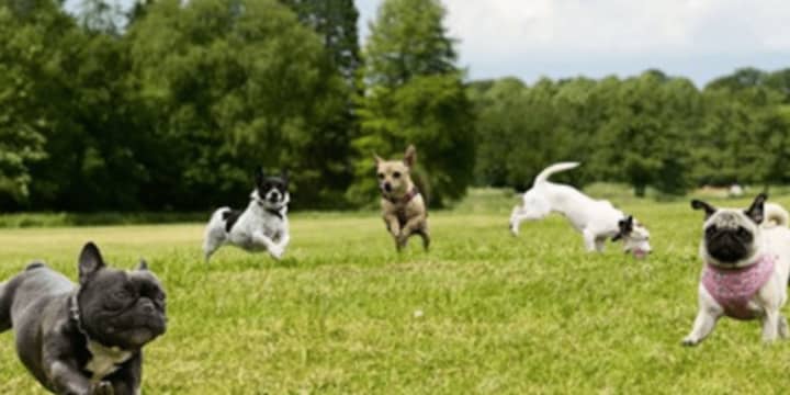 A dog park may be coming to Roosevelt Forest in Stratford.
