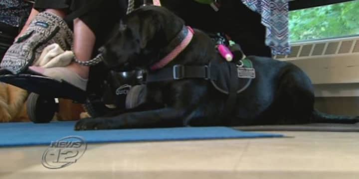 East Coast Assistance Dogs graduated a class of service dogs on Monday.
