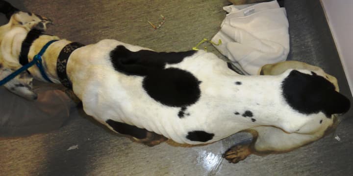 Bobo, a three-year-old pit bull, was found dehydrated and on the brink of death in a van in New Rochelle. 