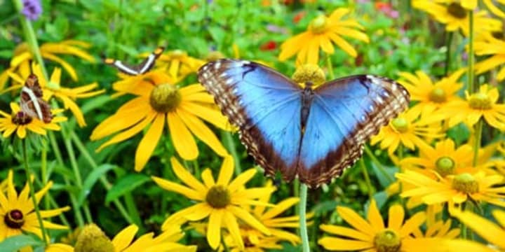 Greenburgh Nature Center will be hosting its fifth annual live butterfly exhibit beginning Saturday, June 28.