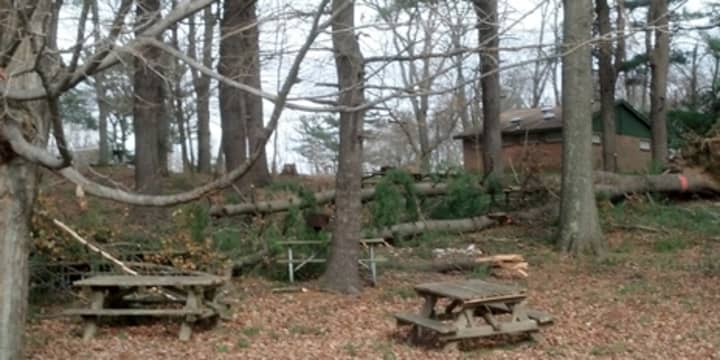 There are more than 100 downed trees throughout FDR Park in Yorktown.