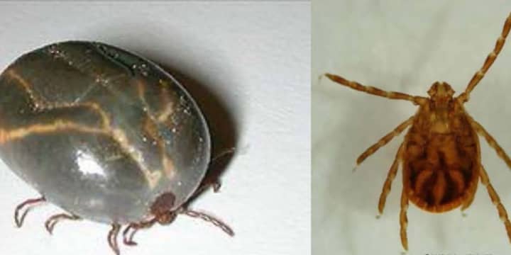 Like deer ticks, the nymphs of the Longhorned tick are very small (resembling tiny spiders) and can easily go unnoticed on animals and people.