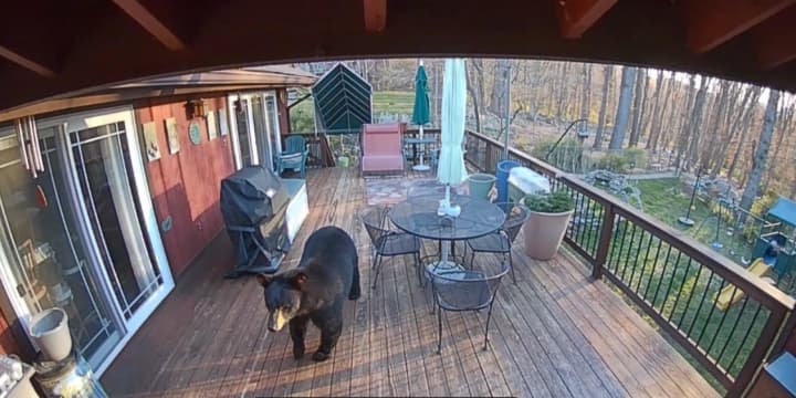 There have been numerous black bear sightings in the Hudson Valley in recent weeks, including this one on a back porch in Pomona