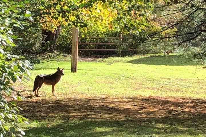 'Strange Coyotes' Spotted In Somers: Find Out When, Where
