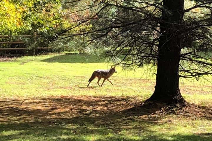 Look Who's Back: New Coyote Sighting Reported In New Rochelle